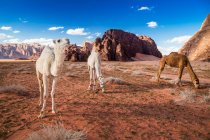 Trois chameaux broutant dans le désert, Wadi Rum, Jordanie — Photo de stock