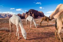 Cuatro camellos pastando en el desierto, Wadi Rum, Jordania - foto de stock