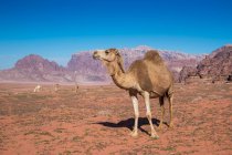 Cuatro camellos pastando en el desierto, Wadi Rum, Jordania - foto de stock