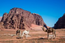 Mandria di cammelli al pascolo nel deserto, Wadi Rum, Giordania — Foto stock