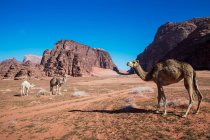 Kamelherde weidet in der Wüste, Wadi Rum, Jordanien — Stockfoto