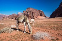 Manada de camelos pastando no deserto, Wadi Rum, Jordânia — Fotografia de Stock