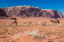 Mandria di cammelli al pascolo nel deserto, Wadi Rum, Giordania — Foto stock