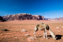 Cammello al pascolo nel deserto, Wadi Rum, Giordania — Foto stock