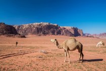 Troupeau de chameaux broutant dans le désert, Wadi Rum, Jordanie — Photo de stock