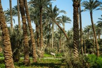 Tres burros de pie entre palmeras, Dahshur cerca de El Cairo, Egipto - foto de stock