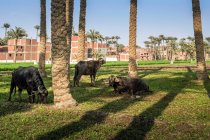 Буффало пасутся под пальмами в Дахшуре недалеко от Каира, Египет — стоковое фото