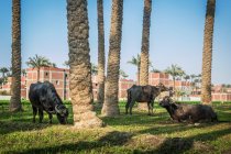 Buffalo pastando bajo palmeras en Dahshur cerca de El Cairo, Egipto - foto de stock
