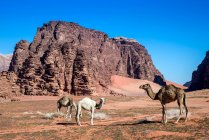 Trois chameaux broutant dans le désert, Wadi Rum, Jordanie — Photo de stock