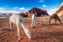 Três camelos pastando no deserto, Wadi Rum, Jordânia — Fotografia de Stock