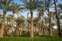 Palmiers dans un champ, Dahshur près du Caire, Egypte — Photo de stock