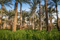 Palmiers dans un champ, Dahshur près du Caire, Egypte — Photo de stock