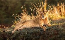 Львица лежит, Масаи Мара, Кения — стоковое фото
