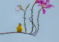 Oiseau perché sur une fleur, Indonésie — Photo de stock
