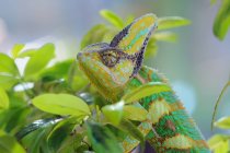 Portrait of a chameleon, Indonesia — Stock Photo