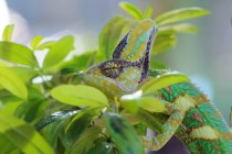 Ritratto di un camaleonte, Indonesia — Foto stock