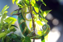 Retrato de un camaleón, Indonesia - foto de stock