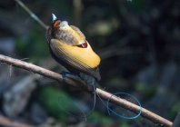 Uccello del paradiso su un ramo, Arfak Mountains, Papua occidentale, Indonesia — Foto stock