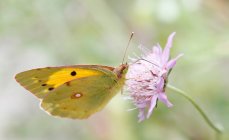 Зблизька - жовтий метелик (colias crocea) на квітці мажорка. — стокове фото