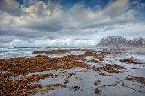 Algues sur la plage après une tempête, Lofoten, Nordland, Norvège — Photo de stock
