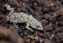 Maurischer Gecko (Tarentola Mauritanica) auf dem Boden, Mallorca, Spanien — Stockfoto