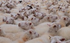 Close-up de um rebanho de ovelhas — Fotografia de Stock