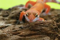 Retrato de um gecko, Indonésia — Fotografia de Stock