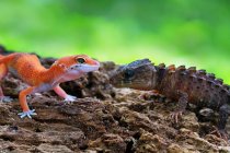 Gecko and a crocodile skink looking at each other, Indonesia — Stock Photo
