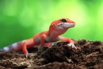 Portrait of a gecko, Indonesia — Stock Photo