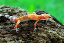 Gecko y una piel de cocodrilo, Indonesia - foto de stock