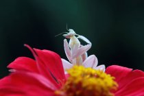 Close-up of an orchid mantis on a flower, Indonesia — Stock Photo