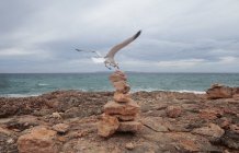 Чайка приземляется на стопку камней, Майорка, Испания — стоковое фото