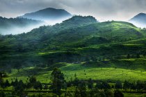 Tropenwald und Berglandschaft, Indonesien — Stockfoto