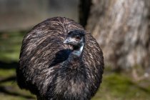 Primer plano de un emú, Canadá - foto de stock