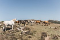 Manada de cavalos selvagens na costa de Pembrokeshire, País de Gales, Reino Unido — Fotografia de Stock