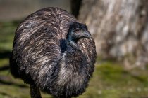 Close-up de um emu, Canadá — Fotografia de Stock