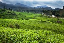 Plantation de thé dans les hauts plateaux de caméron, Malaisie — Photo de stock