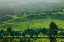 Плантация зеленого чая, Индонезия — стоковое фото