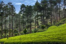 Kiefernwald neben einer Teepflanze, Indonesien — Stockfoto