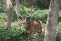 Porträt eines gefleckten Hirsches, Bandipur-Wald, Indien — Stockfoto