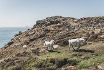 Vier weiße Wildpferde am St. David 's Head, Pembrokeshire, Wales, Großbritannien — Stockfoto