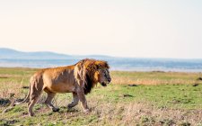 Лев идет в кустах, Масаи Мара, Кения — стоковое фото