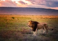 Retrato del legendario león llamado Bob Marley, Masai Mara, Kenia - foto de stock