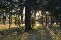 Luce del sole attraverso gli alberi, Margaret River, Australia Occidentale, Australia — Foto stock