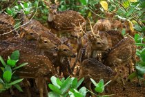 Manada de ciervos en el bosque, Indonesia - foto de stock