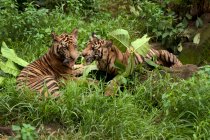 Два тигри лежачі один біля одного, Індонезія. — стокове фото