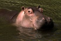 Close-up of a hippo in the water, Indonesia — Fotografia de Stock