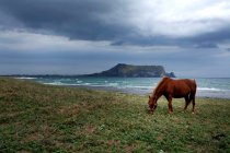 Выпас лошадей у моря, остров Чеджу, Южная Корея — стоковое фото