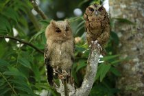 Two Owls sitting in a tree, Indonesia — Stock Photo