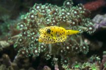 Beautiful fish swimming underwater, Indonesia — Stock Photo